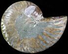 Agatized Ammonite Fossil (Half) #39609-1